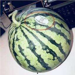 网红吃瓜出售,揭秘幕后交易与粉丝经济